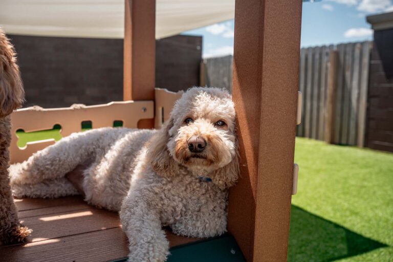 full-day-groom-n-play
