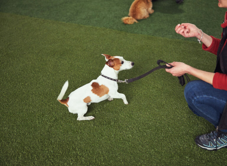 puppy-prep-day-school