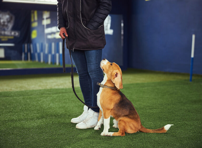 puppy-prep-stay-school